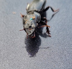 Scarites subterraneus