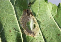 Phyllonorycter schreberella