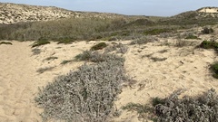 Crucianella maritima