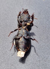 Scarites subterraneus