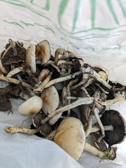 Psilocybe cubensis