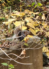 Sciurus carolinensis