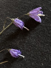 Campanula intercedens
