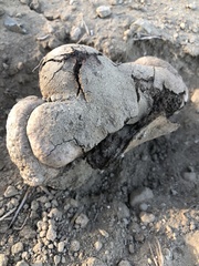 Pisolithus