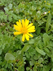 Calendula arvensis