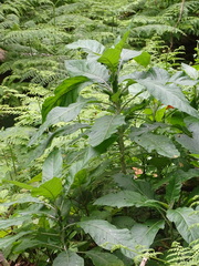 Solanum giganteum