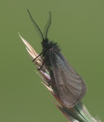 Heterogynis penella