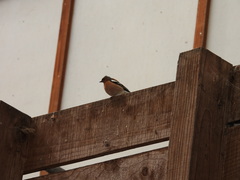 Fringilla coelebs gengleri