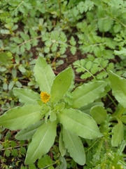 Calendula arvensis
