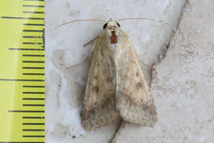 Helicoverpa punctigera