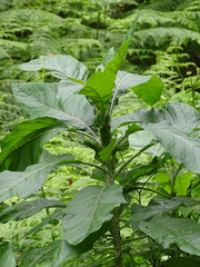 Solanum giganteum