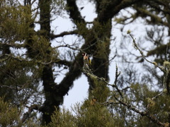Carduelis carduelis britannica