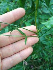 Verbena montevidensis