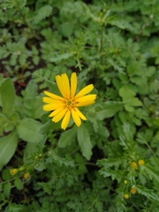 Calendula arvensis