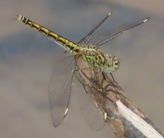 Brachythemis leucosticta