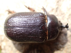 Hoploryctoderus tridens