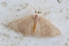 Sterrhinae