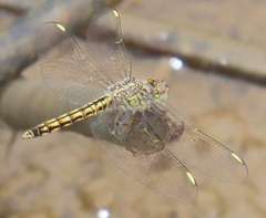 Brachythemis leucosticta
