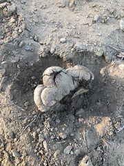 Pisolithus