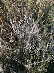 Barbarea vulgaris