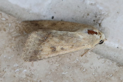 Helicoverpa punctigera