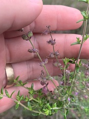 Prostanthera