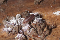 Holoverticata