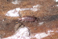 Holoverticata