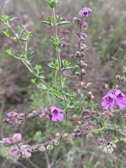 Prostanthera
