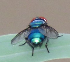 Chrysomya marginalis