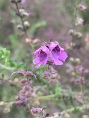 Prostanthera