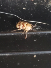 Cryptocephalus