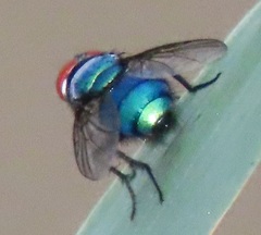 Chrysomya marginalis