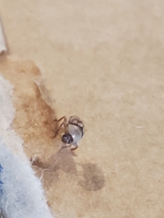 Cryptocephalus