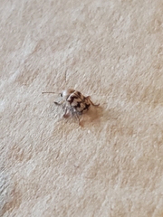 Cryptocephalus
