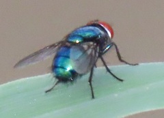 Chrysomya marginalis