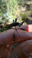 Catorhintha selector