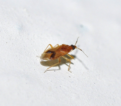 Amphiareus obscuriceps