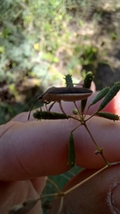 Catorhintha selector