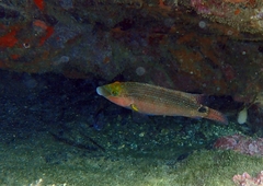 Symphodus mediterraneus
