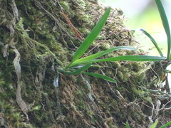 Angraecum pusillum