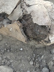Pisolithus