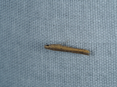 Dichomeris acuminatus