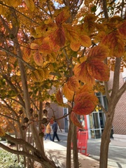 Parrotia