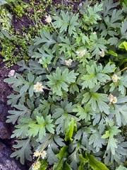 Hydrophyllum occidentale