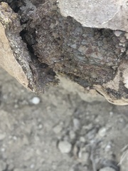 Pisolithus