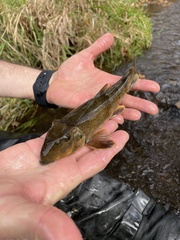 Hypentelium nigricans