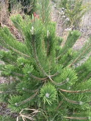 Pinus thunbergii