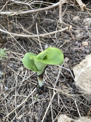Bonatea speciosa