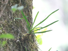 Angraecum pusillum